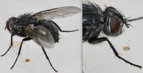 Bellardia sp.